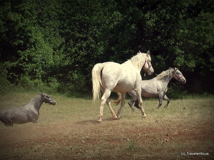 Lipizzan horses in Lipica