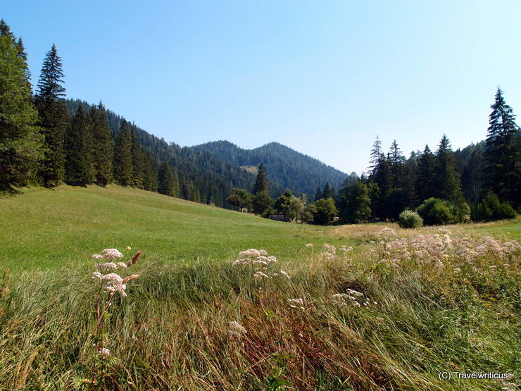 Scenery along the nature trail about herbs in Mariazell, Austria